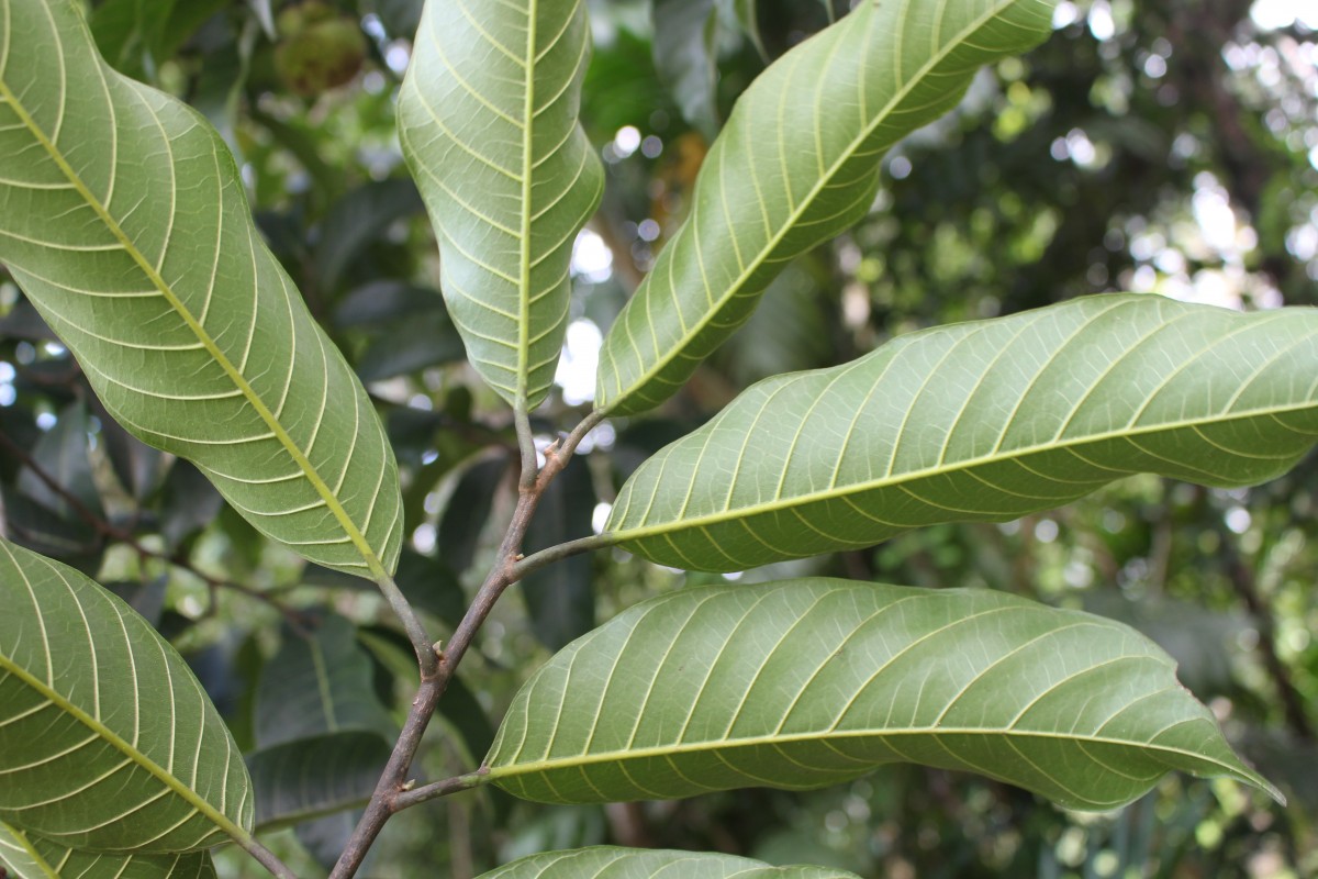 Artocarpus zeylanicus (F.M.Jarrett) E.M.Gardner & Zerega